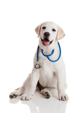 Dog wearing stethoscope