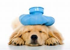 Golden retriever puppy with an ice bag on his head